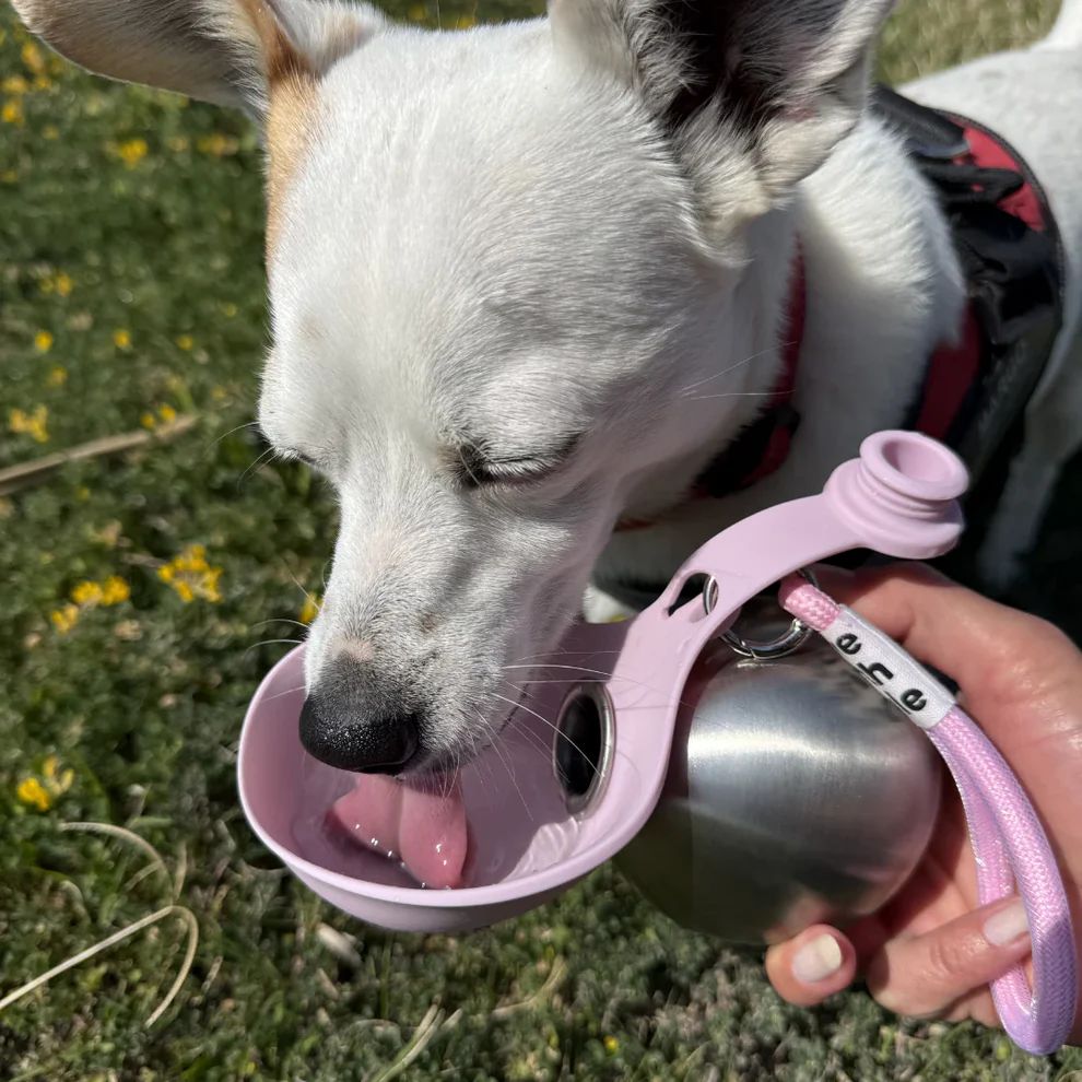Aquaflow Köpek Su Şişesi Ve Kabı